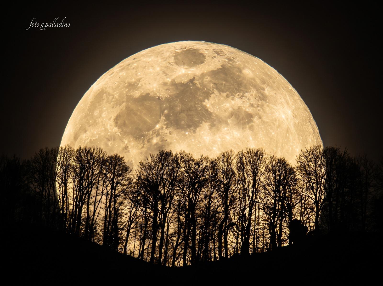 Luna piena dietro la faggeta del Gelbison